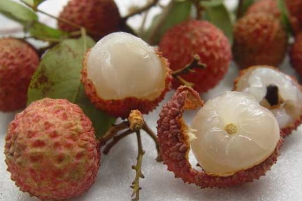 北方能種荔枝嗎