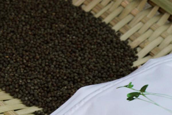 西蘭花種子價格多少錢一斤