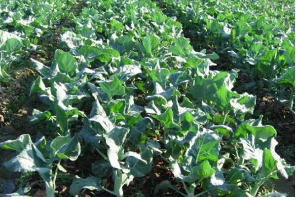 西蘭花種子價格多少錢一斤