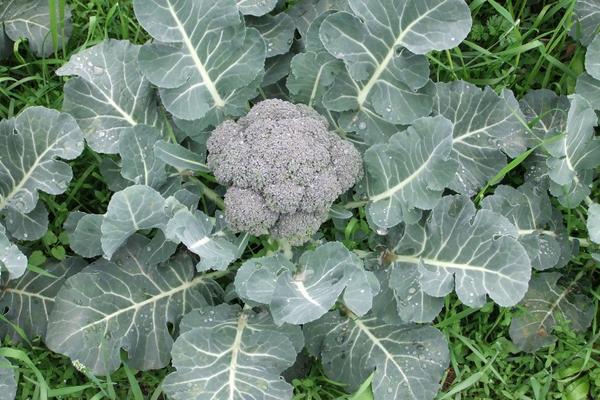 西蘭花種子價格多少錢一斤