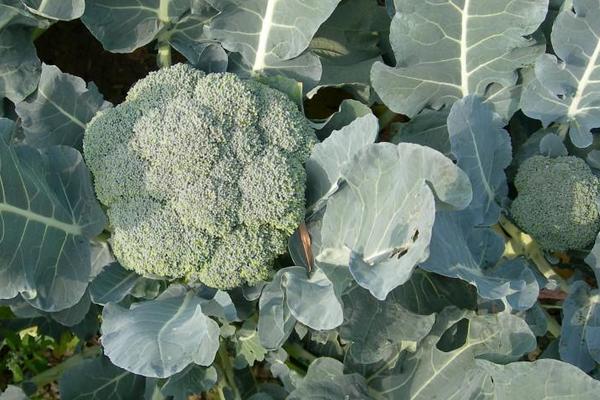 西蘭花種子價格多少錢一斤