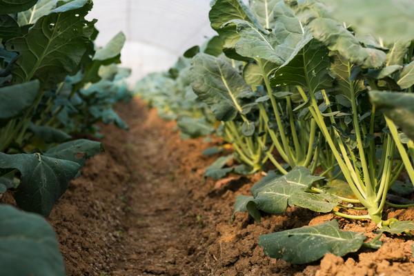 西蘭花種子價格多少錢一斤