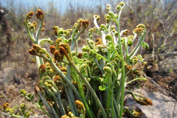 吃蕨菜有什么好處