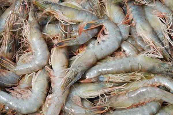 養一畝對蝦能賺多少錢?養對蝦的成本和利潤