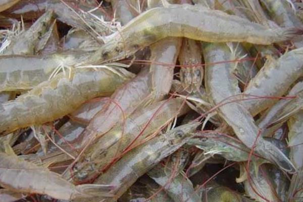 養一畝對蝦能賺多少錢?養對蝦的成本和利潤