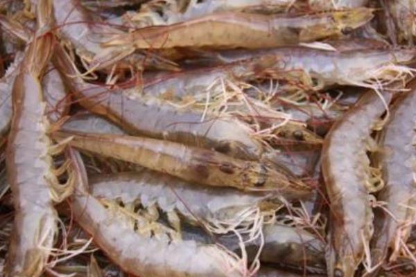 養一畝對蝦能賺多少錢?養對蝦的成本和利潤