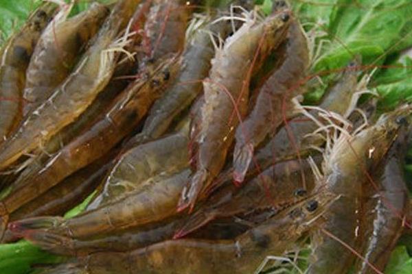 養一畝對蝦能賺多少錢?養對蝦的成本和利潤