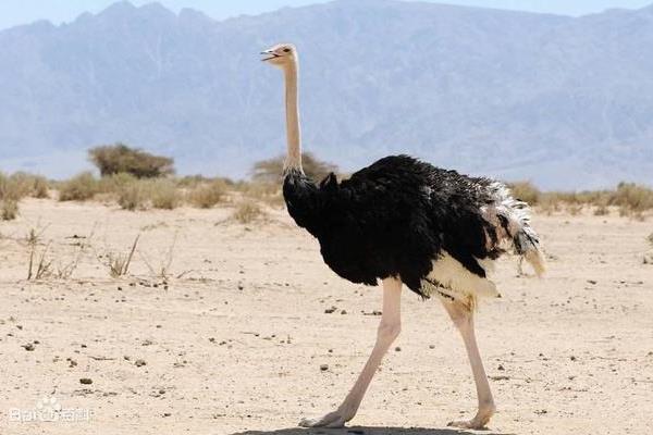 鴕鳥養殖前景