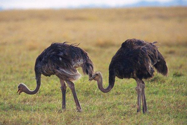 鴕鳥養殖前景