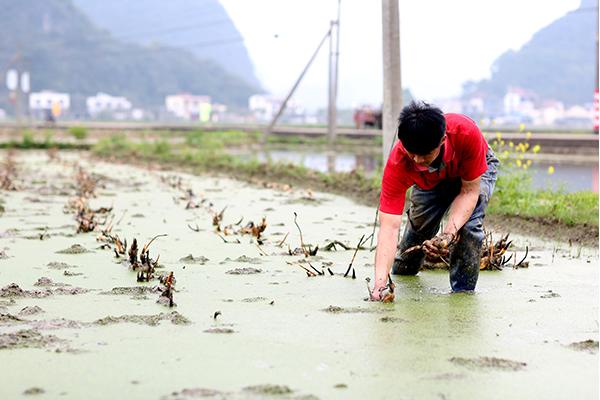 蓮藕是怎么種出來的