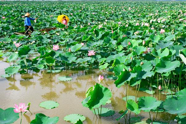 蓮藕是怎么種出來的