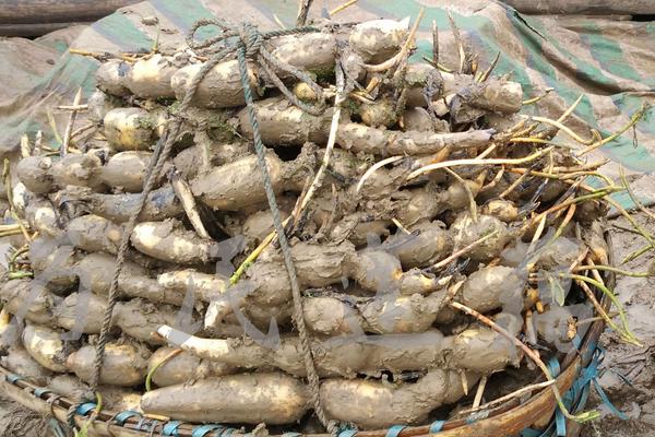 蓮藕是怎么種出來的