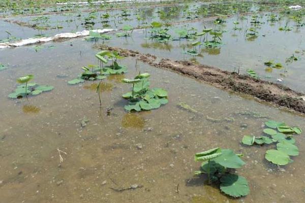 蓮藕是怎么種出來的