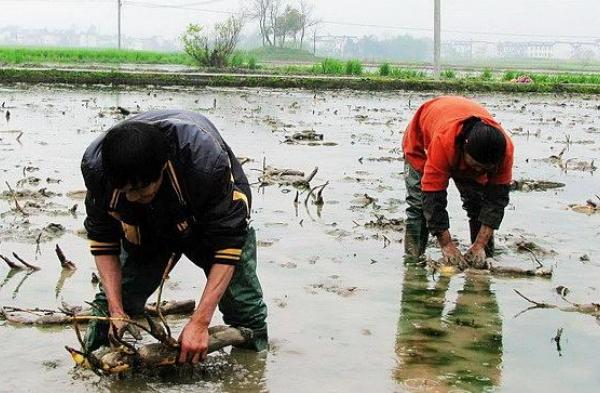 蓮藕是怎么種出來的