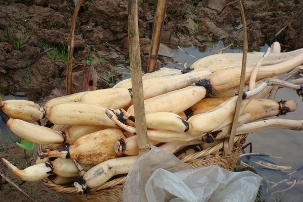 蓮藕怎么炒好吃