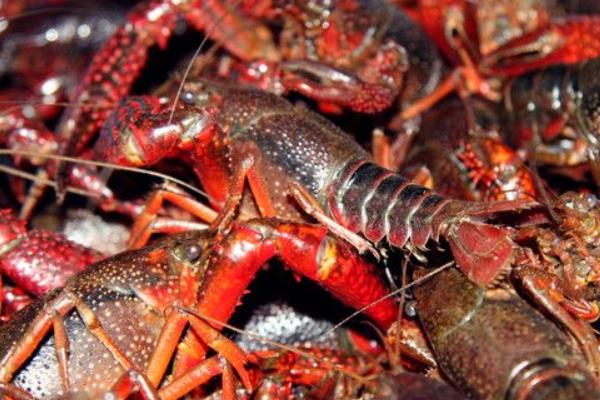 水稻和小龍蝦綜合種養的經驗