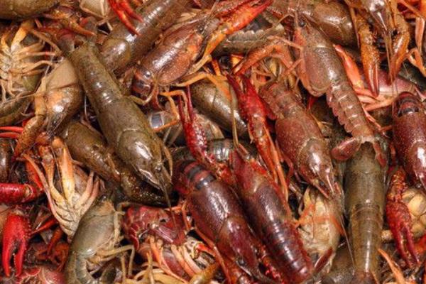 水稻和小龍蝦綜合種養的經驗