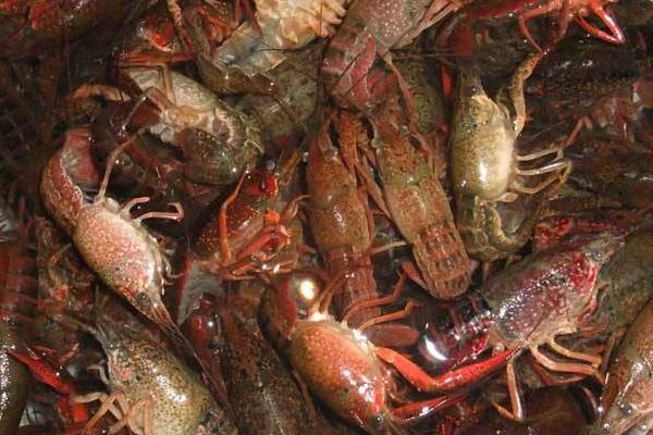 水稻和小龍蝦綜合種養的經驗