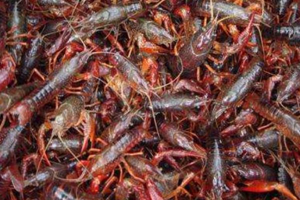 水稻和小龍蝦綜合種養的經驗