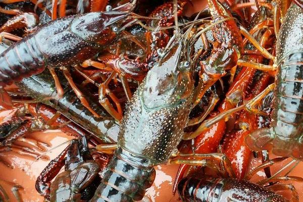 水稻和小龍蝦綜合種養的經驗