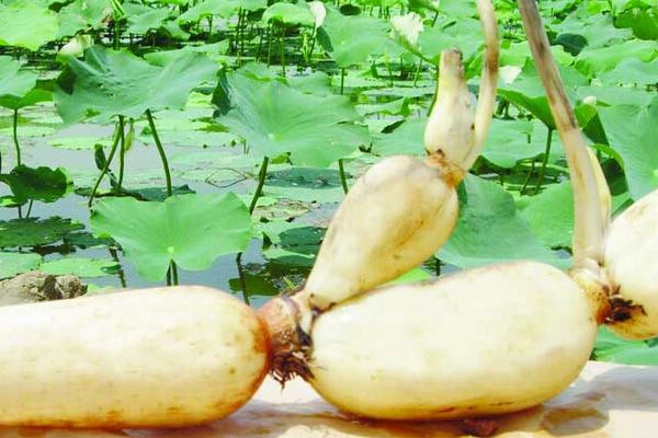 種蓮藕每畝利潤(rùn)多少