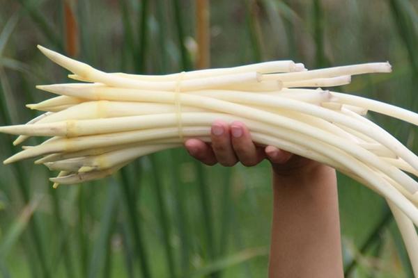 藕帶是蓮藕的哪個部位