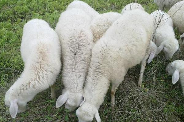 養湖羊的市場前景