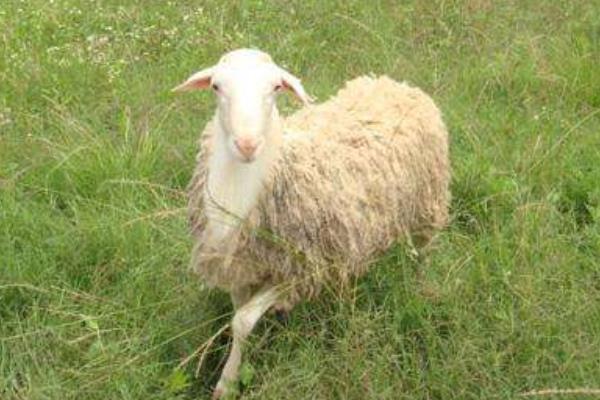 養湖羊的市場前景