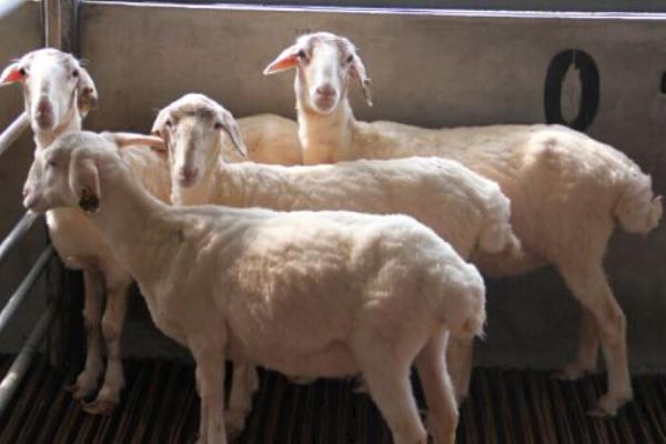 養湖羊的市場前景