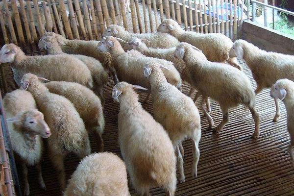 養湖羊的市場前景