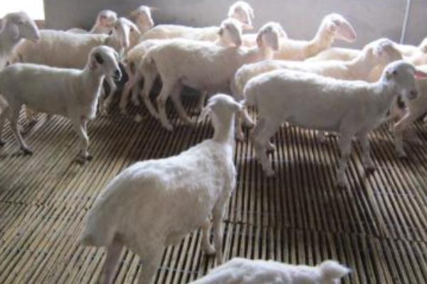 養湖羊的市場前景