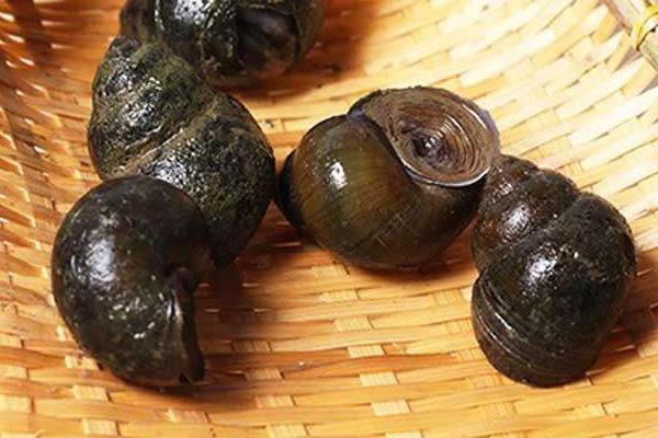 養殖田螺霉菌病的治療方法