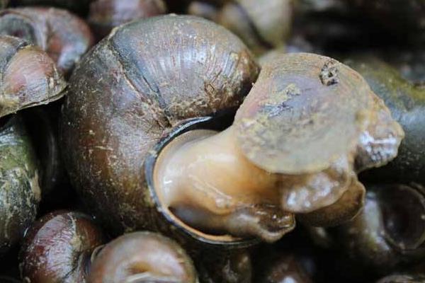 養殖田螺霉菌病的治療方法