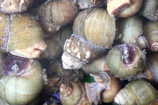 養殖田螺霉菌病的治療方法