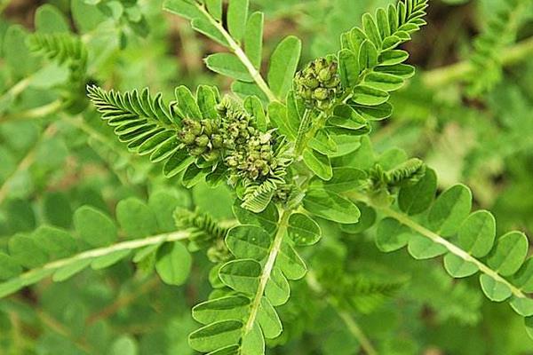 黃芪種子怎么種