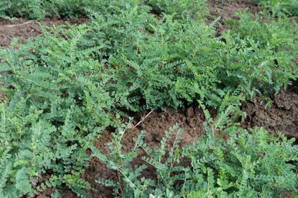 黃芪種子怎么種