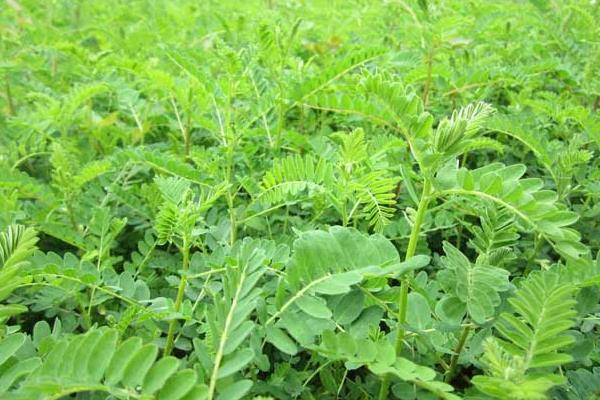 黃芪種子怎么種