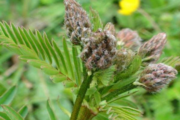 黃芪種子怎么種