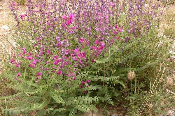 黃芪種子怎么種