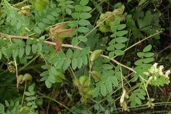 黃芪種子怎么種