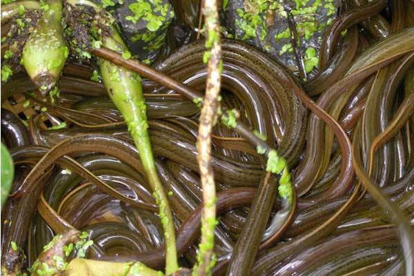 如何茭白田間套養黃鱔的經驗