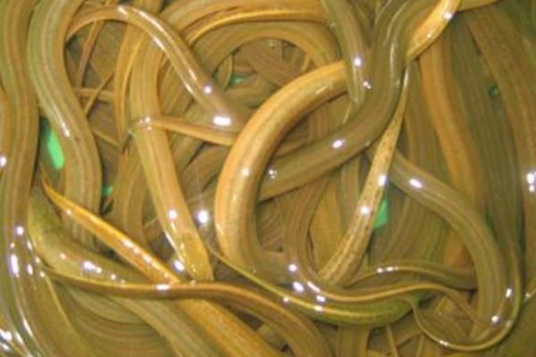 如何茭白田間套養黃鱔的經驗