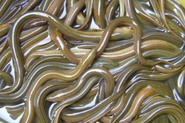 如何茭白田間套養黃鱔的經驗