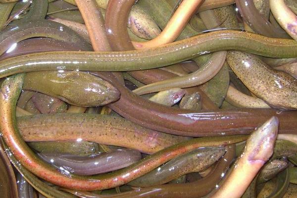 如何茭白田間套養黃鱔的經驗