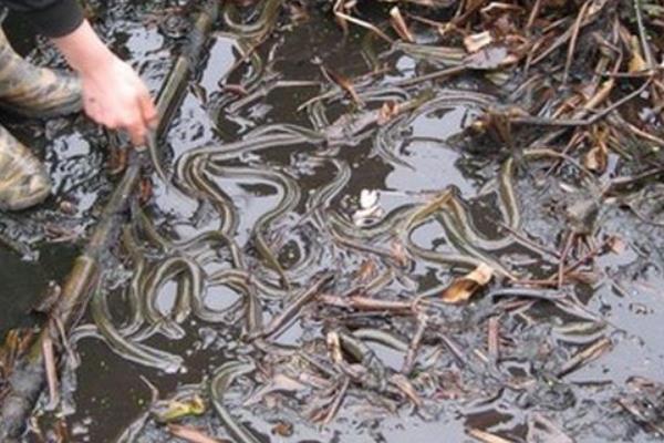 如何茭白田間套養黃鱔的經驗