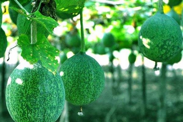 瓜蔞怎么栽培能高產