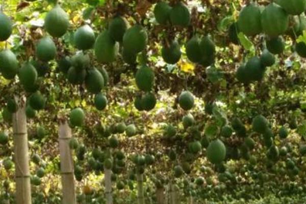 瓜蔞怎么栽培能高產