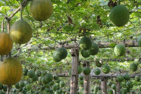 瓜蔞怎么栽培能高產