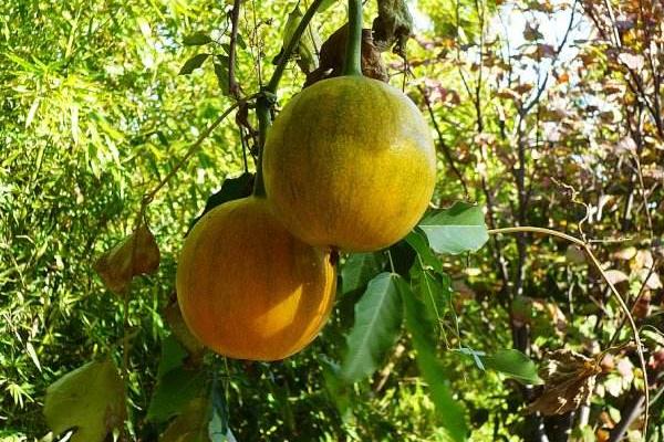 瓜蔞怎么栽培能高產