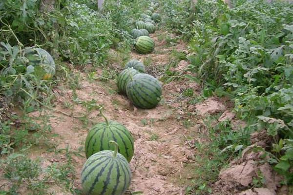 種晚熟西瓜技術(shù)